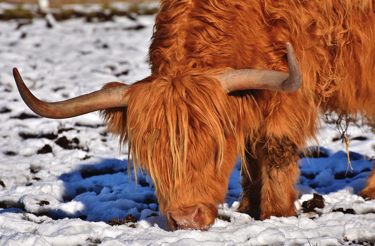 The Cultural Extravaganza of Scotland's Highland Games